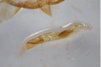 Oegoconia deauratella