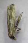 Eucosma cana