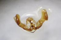 Eucosma cana