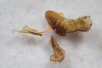 Eucosma cana