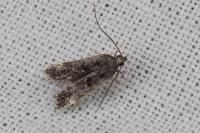 Dichomeris alacella