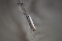 Yponomeuta rorrella