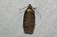 Depressaria albipunctella