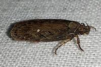 Depressaria albipunctella