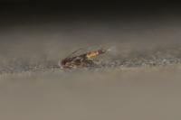Cosmopterix pulchrimella