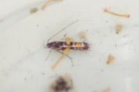 Cosmopterix pulchrimella