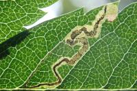 Stigmella magdalenae