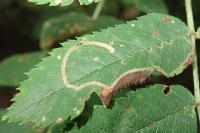 Lyonetia clerkella