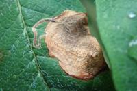 Stigmella sorbi