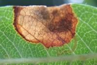 Stigmella sorbi
