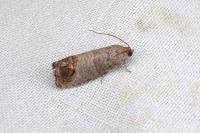 Cydia pomonella