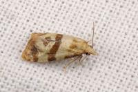 Phalonidia contractana