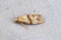 Phalonidia contractana