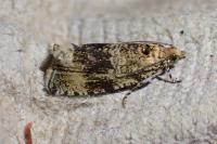 Celypha lacunana