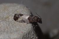 Spilonota ocellana
