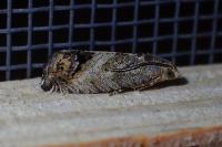 Cydia splendana
