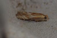 Eucosma