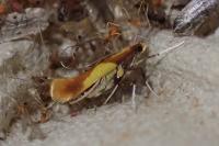 Caloptilia alchimiella