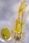 Monochroa sepicolella