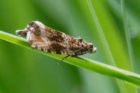 Celypha lacunana