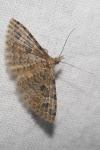 Alucita hexadactyla