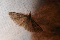Alucita hexadactyla