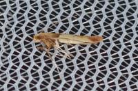 Caloptilia
