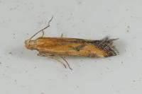 Metzneria artificella