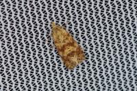 Aethes margarotana