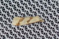 Aethes bilbaensis