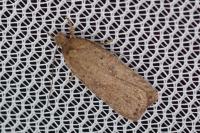 Agonopterix scopariella