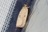 Agonopterix scopariella