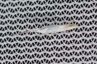 Coleophora
