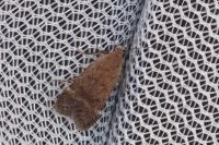 Anacampsis scintillella