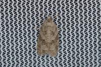 Cnephasia genitalana