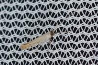 Aspilapteryx tringipennella