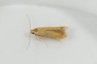 Tischeria