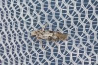 Infurcitinea atrifasciella