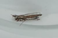 Micrurapteryx kollariella