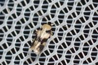 Etainia decentella