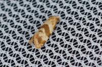 Phalonidia contractana