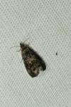 Celypha