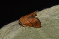 Apoda limacodes