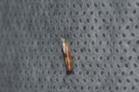 Argyresthia albistria