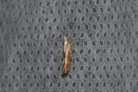 Argyresthia albistria