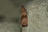 Celypha striana