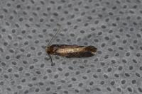 Cephimallota crassiflavella