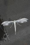 Pterophorus pentadactylus