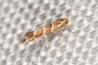 Cameraria ohridella