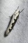 Ethmia bipunctella